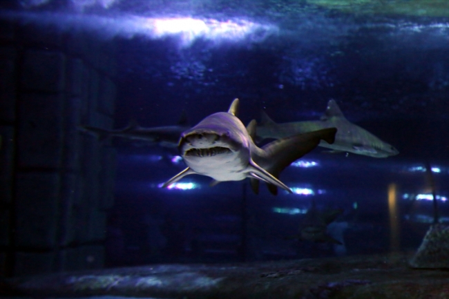 Antalya Akvaryum'a yoğun ilgi